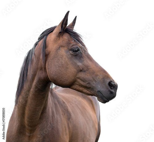 Fotografie, Obraz horse on white background