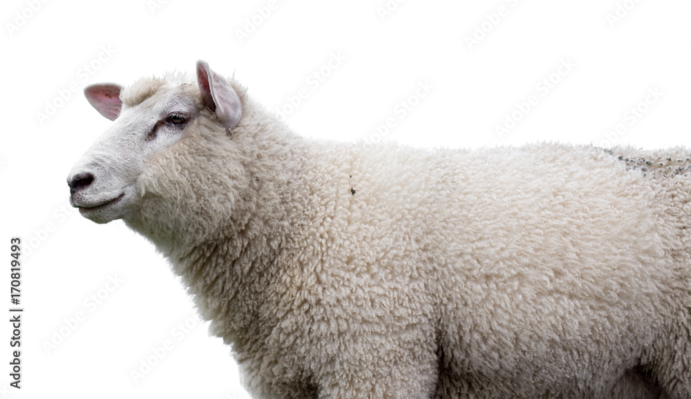 Fototapeta premium sheep on white background