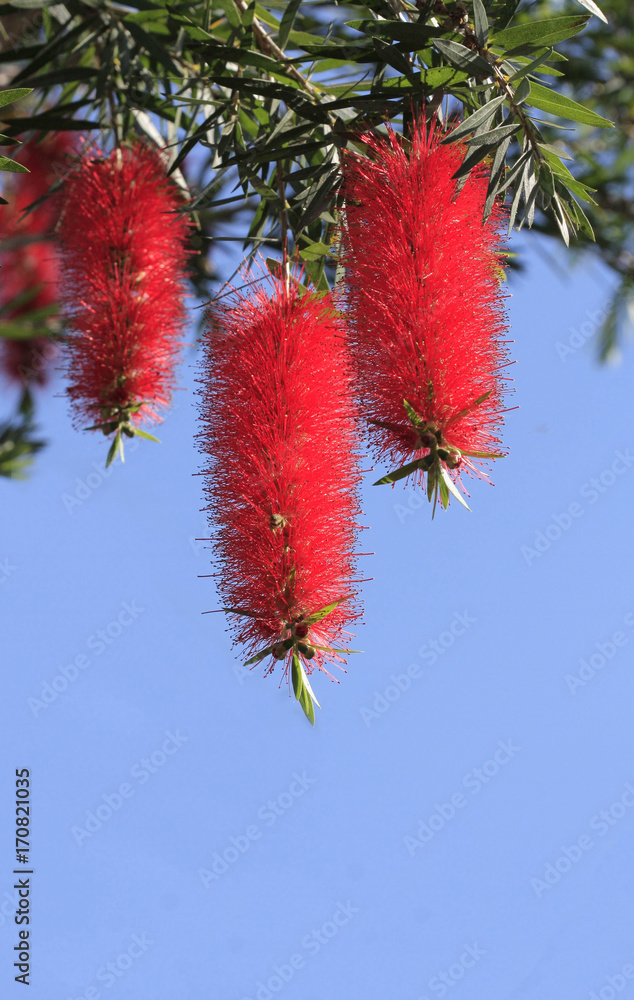 Red bottlebrush flower