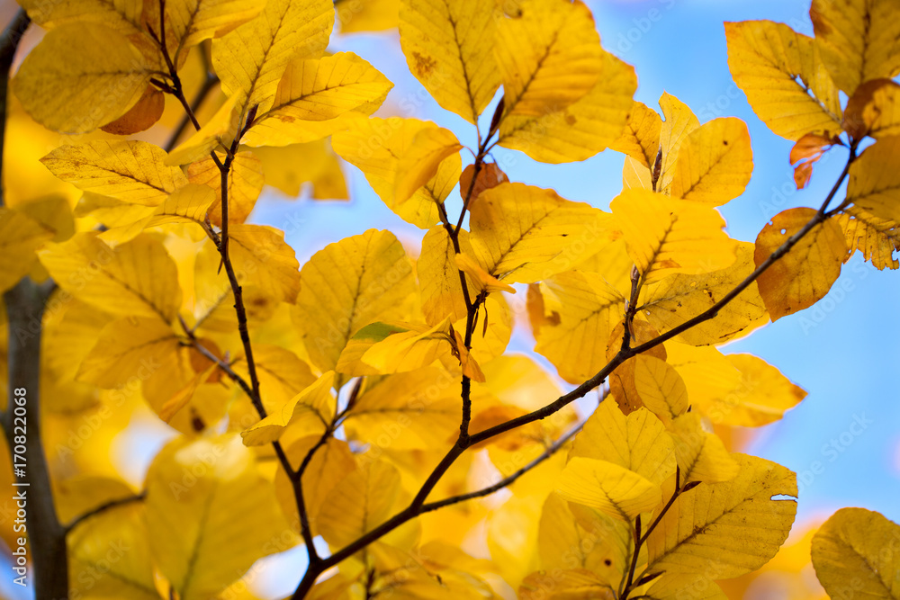 autumn leaves autumn leaves