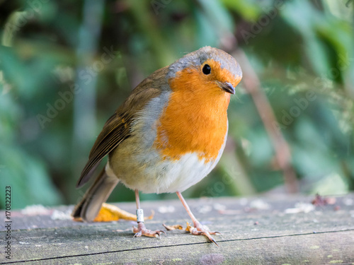 Robin photo