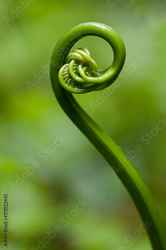 The birth of a fern