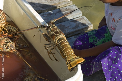 Lobster fishing in Caye Caulker (Belize)