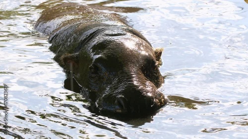 Pygmy hippopotamus (Choeropsis liberiensis) photo