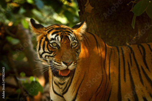 Indian tiger  wild animal in the nature habitat  Ranthambore  India. Big cat  endangered animal. End of dry season  beginning monsoon. Tiger walking in green vegetation. Wild Asia  wildlife India.