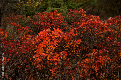 colori dell'autunno photo