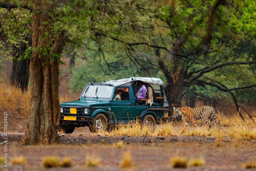 Fototapeta premium Samochód z dzikim tygrysem. Wakacje w Ranthambore NP, Indie. Koniec pory suchej, początek monsunu. Tygrys chodzący po szutrowej drodze. Podróże przyrodnicze, dzikie zwierzę w środowisku naturalnym. Duży kot z ludźmi w samochodzie.