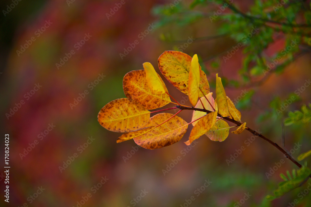 Obraz premium colori dell'autunno