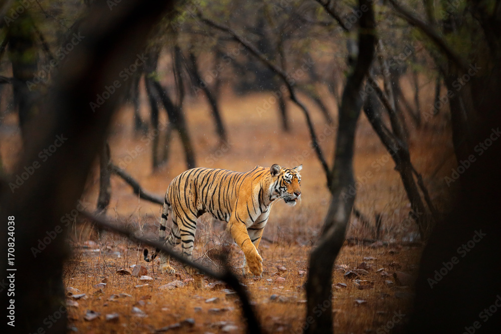 Fototapeta premium Tiger walking in old dry forest. Indian tiger with first rain, wild danger animal in the nature habitat, Ranthambore, India. Big cat, endangered animal, nice fur coat. End of dry season, monsoon.