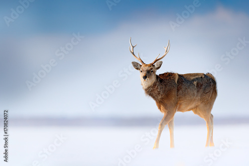 Hokkaido sika deer, Cervus nippon yesoensis, in the snow meadow, winter mountains and forest in the background, animal with antler in the nature habitat, winter scene, Hokkaido, wildlife nature, Japan