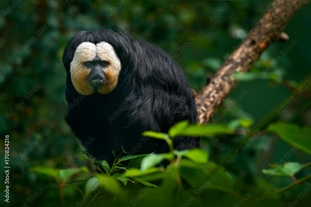 Naklejka premium White-faced Saki, Pithecia pithecia, detail portrait of dark black monkey with white face, animal in the nature habitat, wildlife, Brazil. Monkey in green tropic vegetation. Saki sitting on the tree.