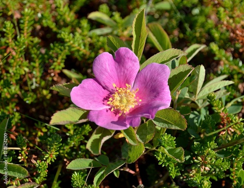 Vegetation of the tundra  Dwarf rose plant in May  Lat. Rosa majalis  among thickets of heather. Coast of the White Sea  Tersky coast  Kola Peninsula