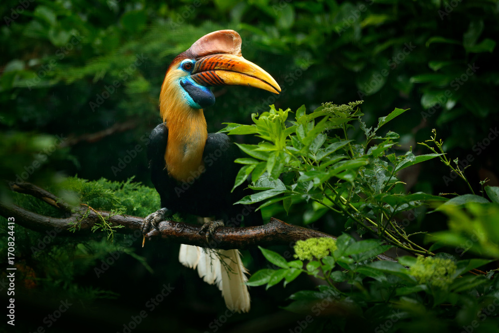 Obraz premium Dzioborożec, Rhidiceros cassidix, z Sulawesi, Indonezja. Rzadki egzotyczny szczegół portret ptaka oko. Duże czerwone oko. Piękna dzioborożec dżungli, scena przyrody z Azji. Podróżowanie po Indonezji.
