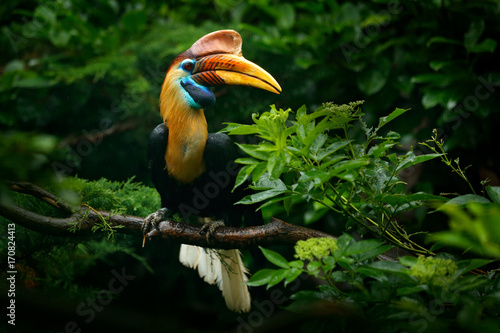 Stampa su tela Knobbed Hornbill, Rhyticeros cassidix, from Sulawesi, Indonesia