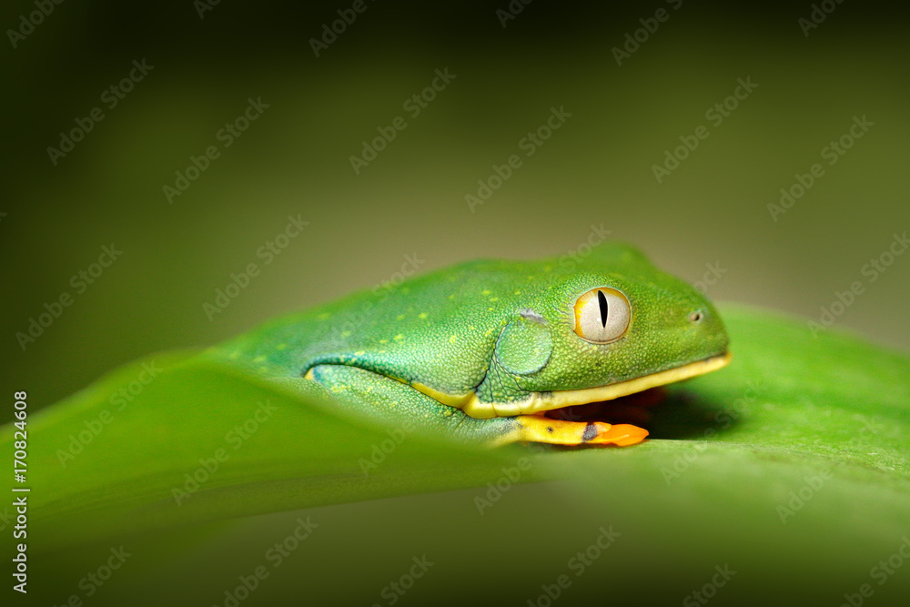 Golden-eyed leaf frog, Cruziohyla calcarifer, Green frog on the leave, Costa Rica. Wildlife scene from tropic jungle. Forest amphibian in nature habitat. Frog sitting on the green leave, South America Golden-eyed leaf frog, Cruziohyla calcarifer, Green frog on the leave, Costa Rica. Wildlife scene from tropic jungle. Forest amphibian in nature habitat. Frog sitting on the green leave, South America