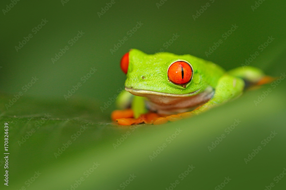 Naklejka premium Red-eyed Tree Frog, Agalychnis callidryas, animal with big red eyes, in the nature habitat, Costa Rica. Frog in the nature. Beautiful frog in forest, exotic animal from central America. Wildlife.