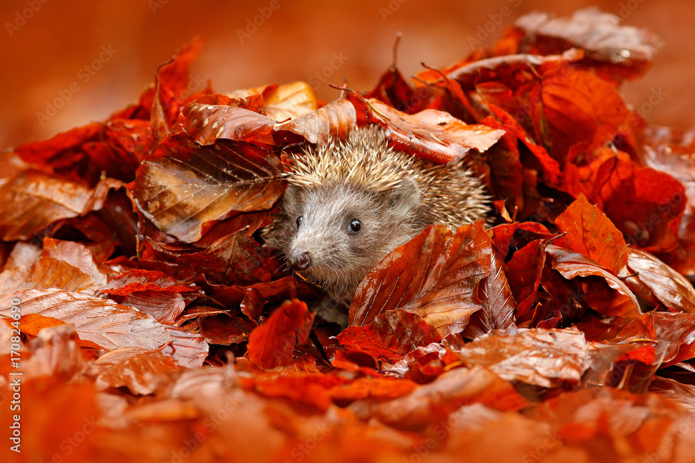 Autumn orange leaves with hedgehog. European Hedgehog, Erinaceus europaeus, on a green moss at the forest, photo with wide angle. Hedgehog in dark wood, autumn image.Cute funny animal with snipes. - obrazy, fototapety, plakaty 