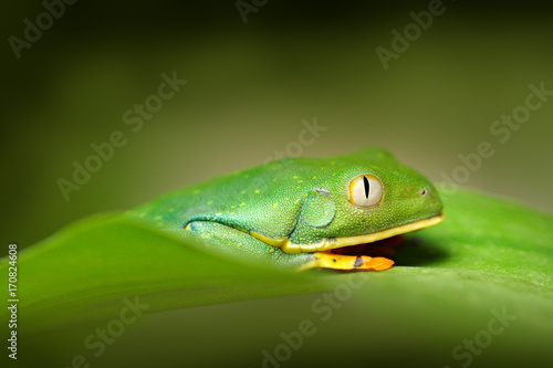 Golden-eyed leaf frog, Cruziohyla calcarifer, Green frog on the leave, Costa Rica. Wildlife scene from tropic jungle. Forest amphibian in nature habitat. Frog sitting on the green leave, South America