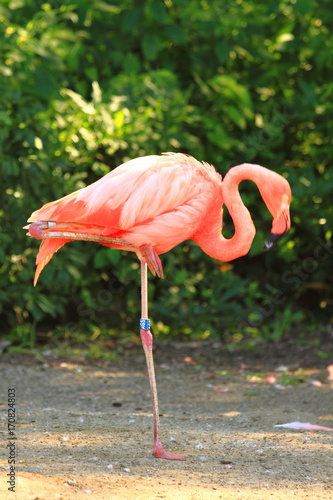 Naklejka flamingo dziki egzotyczny