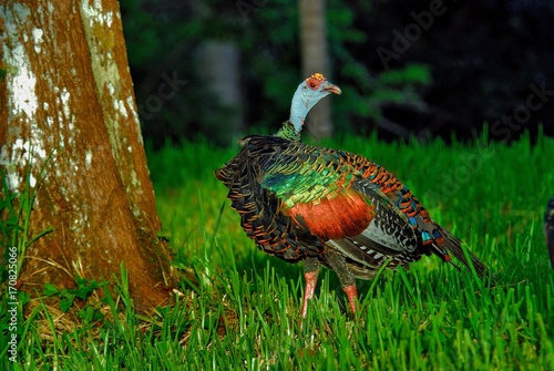 Pavo Ocelado (Meleagris ocellata) - Belize