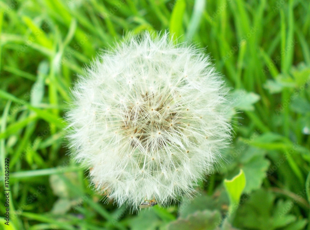 Fototapeta premium Dandelion