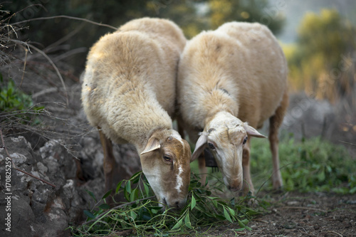 Sheep Flock in Olive Grove © robbinsbox