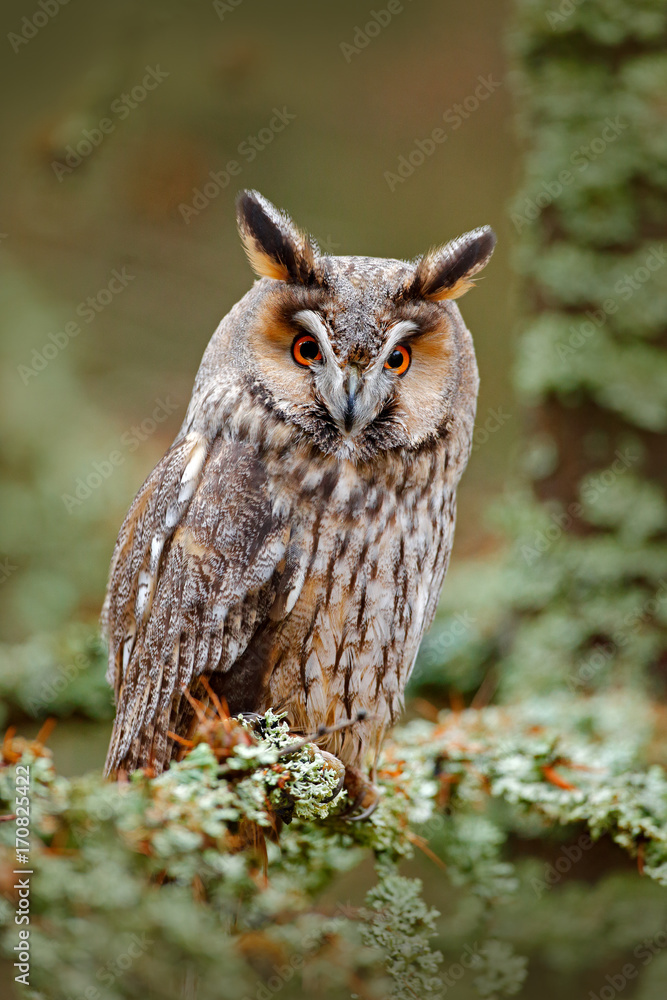 Obraz premium Long-eared Owl sitting on the branch in the fallen larch forest during autumn. Owl in nature wood nature habitat. Bird sitting on the tree, long ears. Owl hunting. Green lichen Hypogymnia physodes.