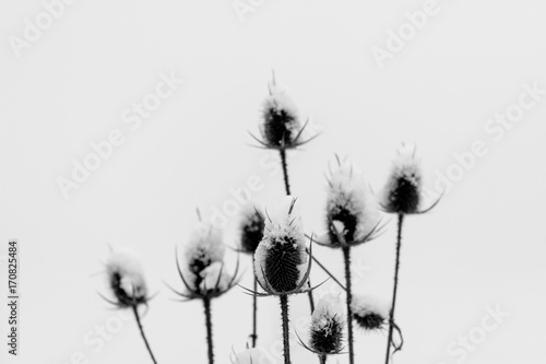 Wallpaper Mural Black and white photo of dry plants covered with snow. Torontodigital.ca