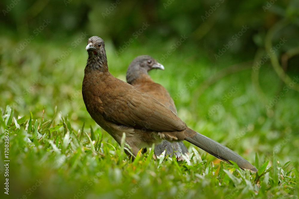 Fototapeta premium Pair of chachalaca. Grey-headed chachalaca, Ortalis cinereiceps, bird love, exotic tropic bird, forest nature habitat, pink and orange flower tree, detail portrait, Costa Rica. Wildlife scene, nature.