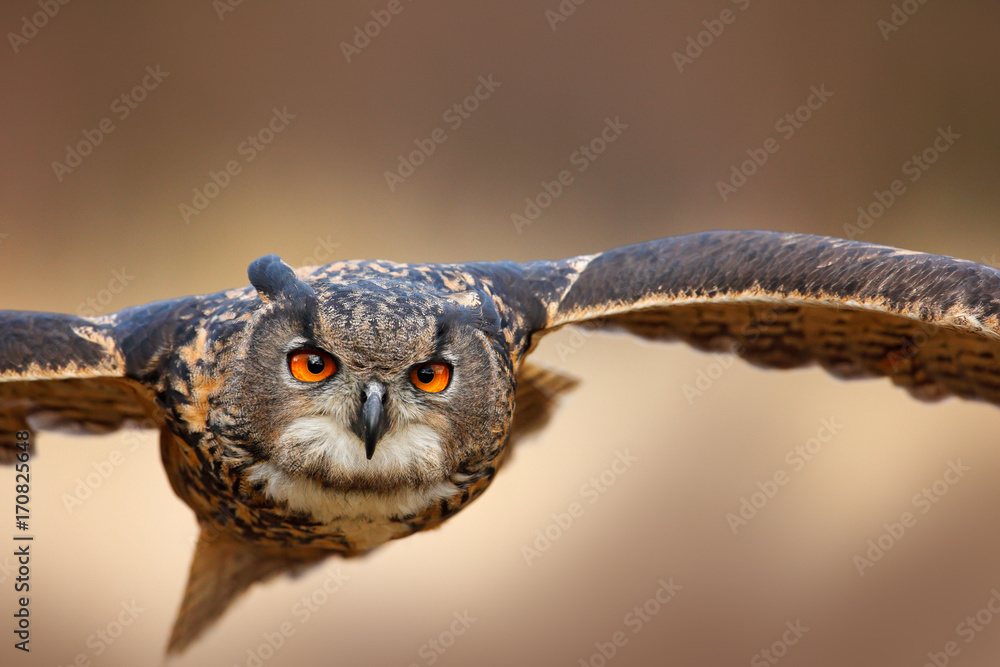 Obraz premium Twarz latającego ptaka z otwartymi skrzydłami na łące traw, portret muchy twarzą w twarz, pomarańczowy las w tle, puchacz, Bubo bubo, zwierzę z dużymi oczami, siedlisko przyrodnicze, Norwegia.