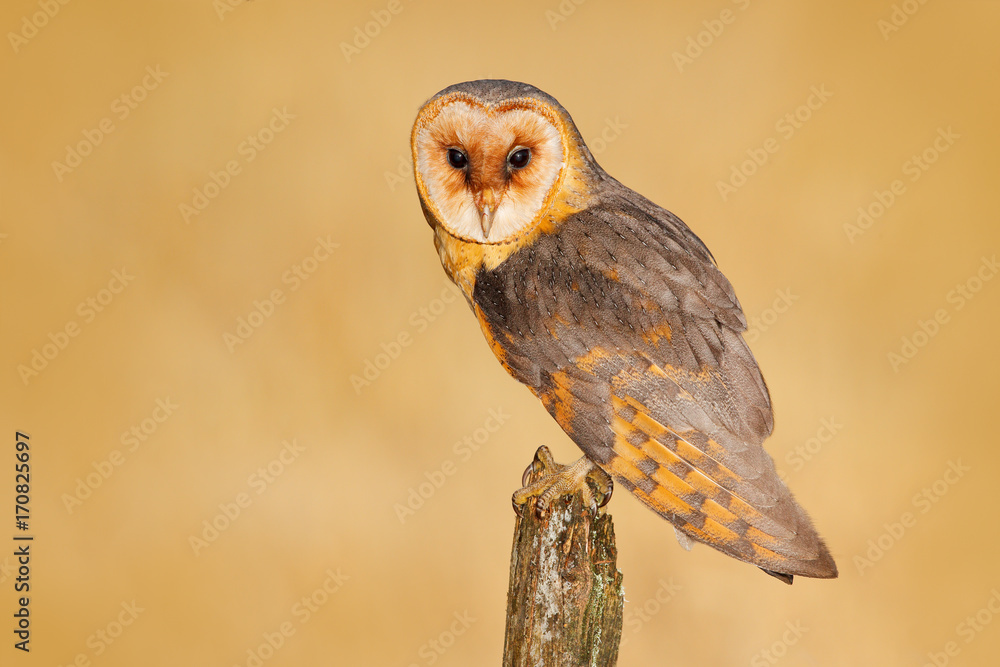 Fototapeta premium Barn owl on tree stump at the evening. Beautiful bird in nature habitat. Wildlife scene from nature. Owl, clear background. Night animal during late evening, forest meadow, United Kingdom.