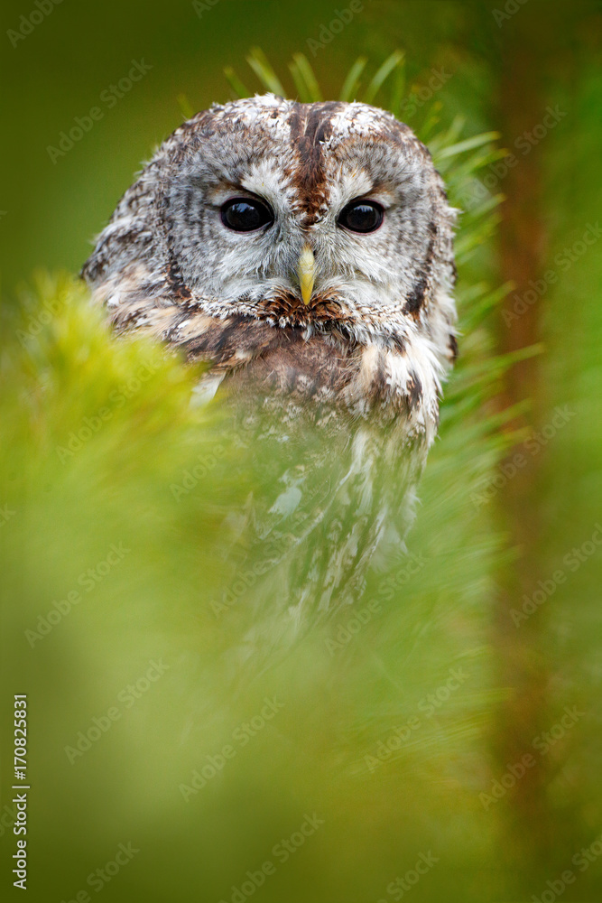 Fototapeta premium Tawny owl hidden in the forest. Brown owl sitting on tree stump in the dark forest habitat with catch. Beautiful animal in nature. Bird in the Sweden forest. Wildlife scene from dark spruce forest.