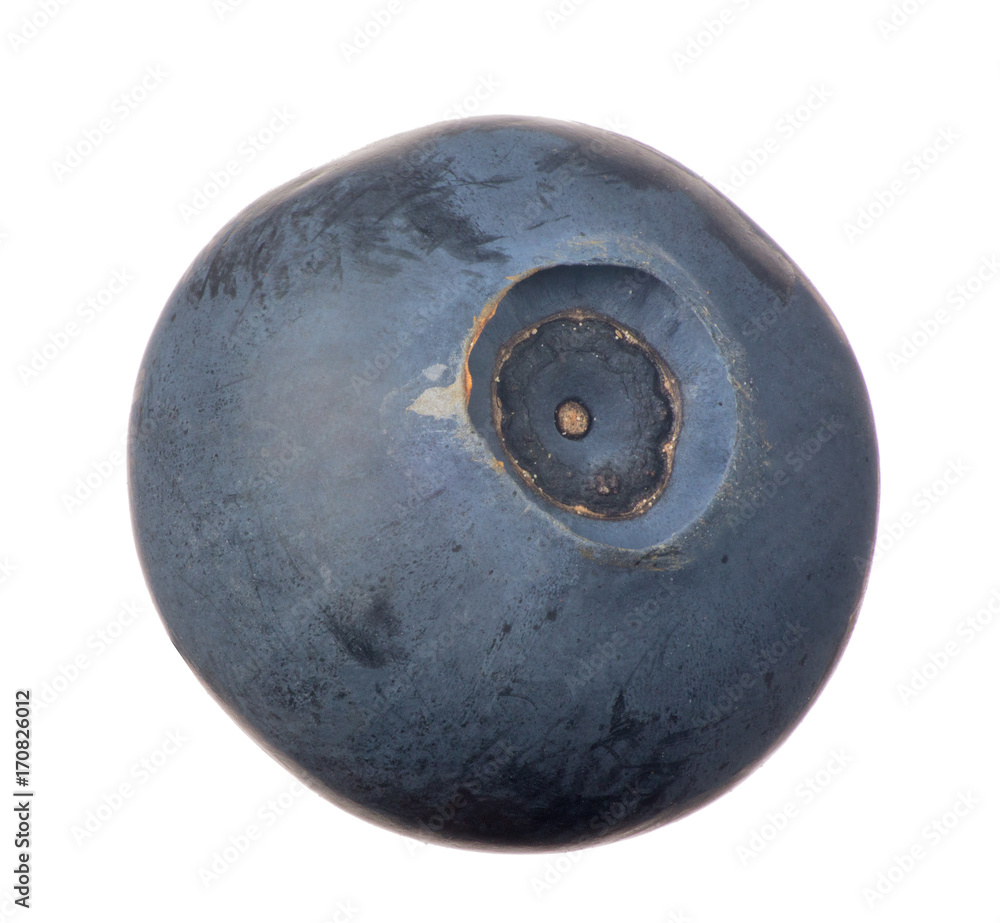isolated on white one blueberry isolated on white one blueberry