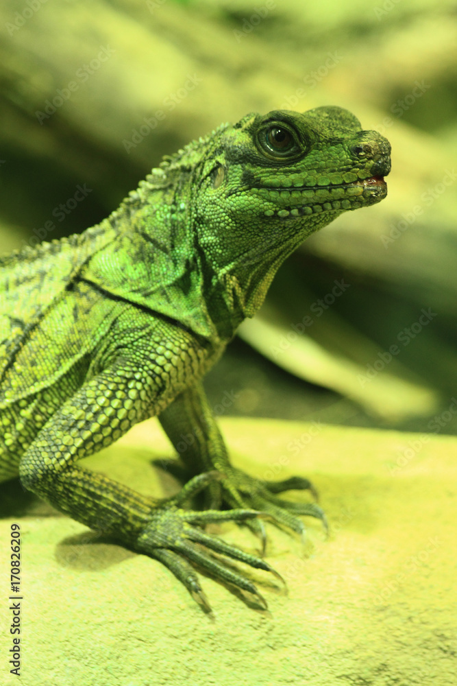 Obraz premium green dragon lizard