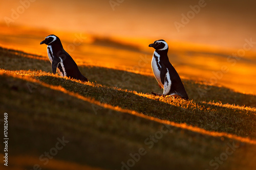 Evening light with penguins. Birds with orange sunset. Beautiful Magellan penguin with sun light. Penguin with evening light. Open penguin bill. Young with adult. Penguins in the nature. Antarctica