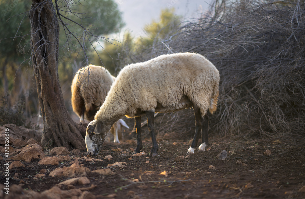 Fototapeta premium Sheep Flock in Olive Grove