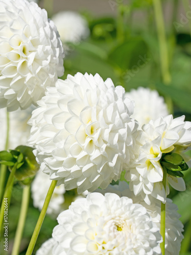Fototapeta Naklejka Na Ścianę i Meble -  Weiße Dahlien, Dahlias