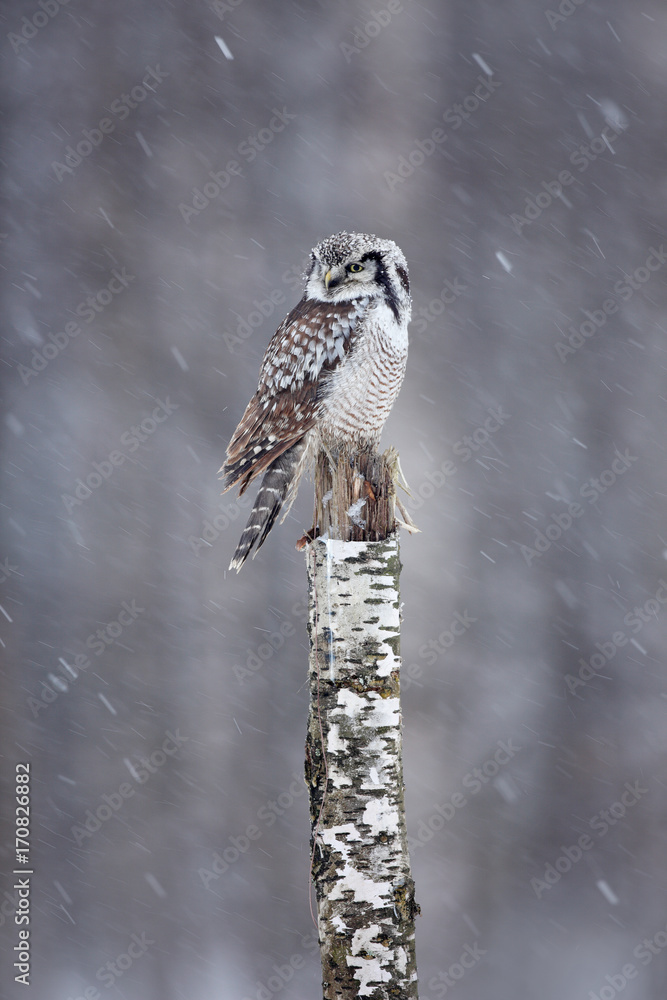 Obraz premium Hawk Owl sitting on the branch during winter with snow flake. Winter scene with bird. Snow fall with owl. Wildlife winter scene from Finland. Owl on birch stick, snowfall in forest, Finland.