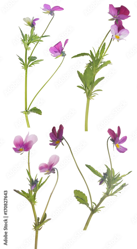 four small purple pansy flowers isolated on white