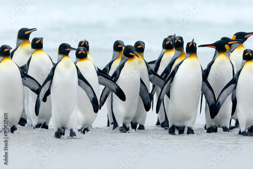 Animal from Antarctica. Group of king penguins coming back together from sea to beach with wave a blue sky, Volunteer Point, Falkland Islands. Wildlife scene from nature. cold winter with penguins.