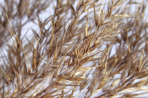 Dry grass seeds closeup.