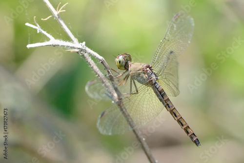close up a Dragonfly on a branch © wirakorn