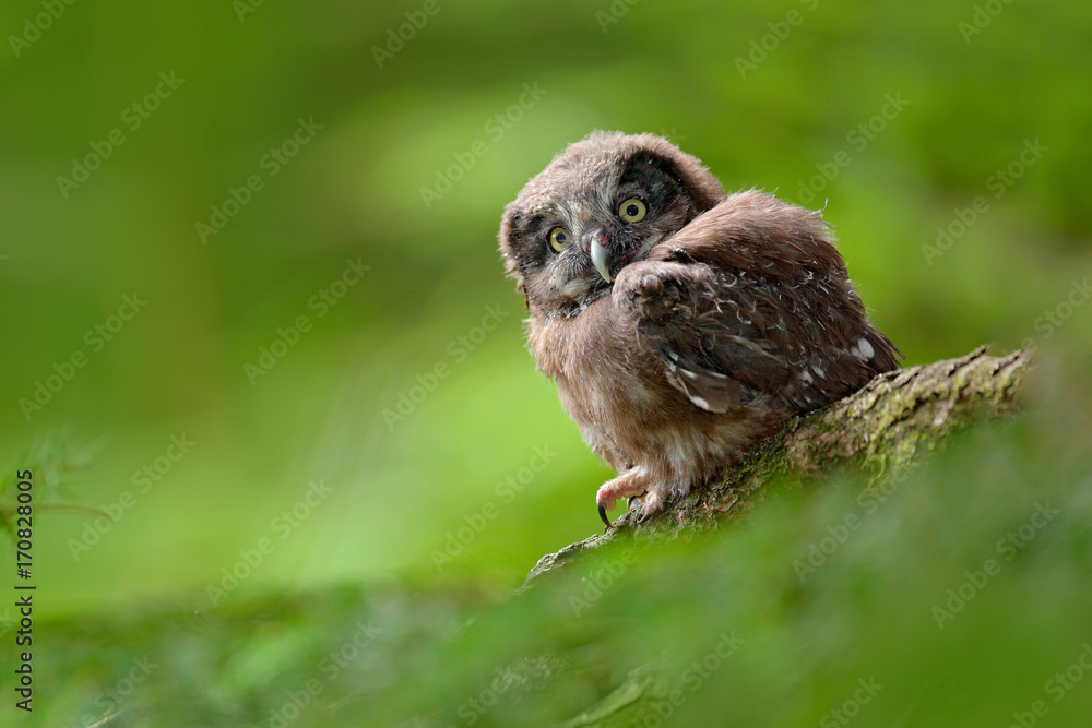 Fototapeta premium Young owl in forest. Owl in green vegetation habitat. Boreal owl, Aegolius funereus, sitting on larch tree trunk with clear green forest background. Wildlife scene from nature. Funny image from nature