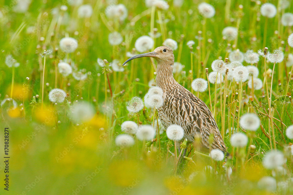 Whimbrel in flower, spring image. Nice bird Whimbrel, Numenius phaeopus, in blurred nice flowers in foreground, Finland. Wildlife bird scene from Finland. Meadow with bloom. Whimbrel in flower, spring image. Nice bird Whimbrel, Numenius phaeopus, in blurred nice flowers in foreground, Finland. Wildlife bird scene from Finland. Meadow with bloom.