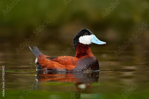 Ruddy Duck, Oxyura jamaicensis, with beautiful green and red coloured water surface. Male of brown duck with blue bill. Wildlife scene from nature. Water with beautiful bird. Duck from Mexico.