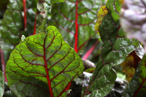 lettuce leaf chard grows