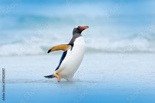 Penguin in water. Gentoo penguin jumps out of the blue water while swimming through the ocean in Falkland Island, bird in the nature sea habitat.  Wildlife scene in the nature. Bird in the water. photo