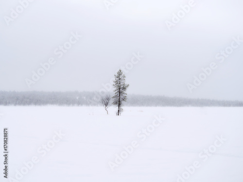 Beautiful snow covered pine trees on a small island at lake. Winter background.