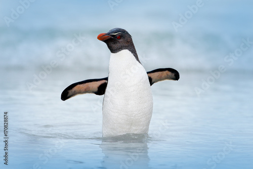 Rockhopper penguin, Eudyptes chrysocome, swimming in the water, flight above waves.  Black and white sea bird, Sea Lion Island, Falkland Islands. Wildlife scene from nature, cold Antarctica.