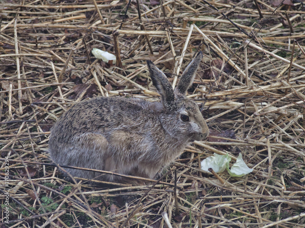 Fototapeta premium Tame European hare eating cabbage. Animal portrait.